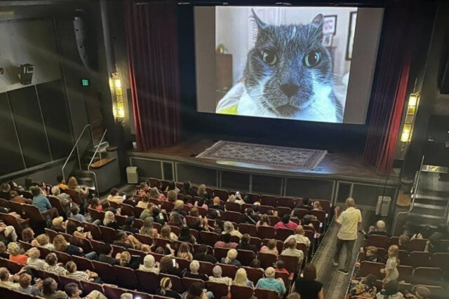 More than a hundred theaters in the United States, Canada and Australia screened the 73-minute film with the cats