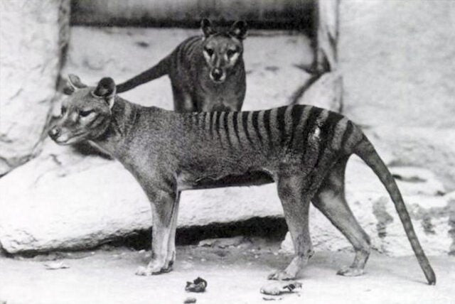 Scientists claim a breakthrough in bringing back the extinct marsupial wolf, or thylacine, to life