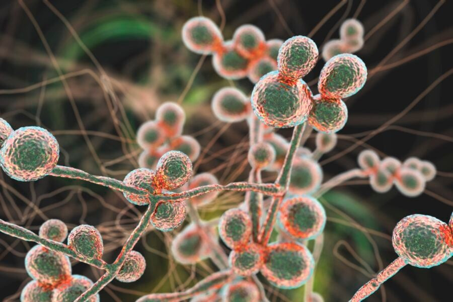 The plot from The Last of Us: the deadly and drug-resistant parasitic fungus Candida auris has been spreading in the United States for several years