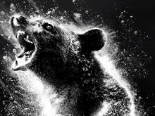 Український трейлер чорної комедії «Ведмідь під кайфом» / Cocaine Bear