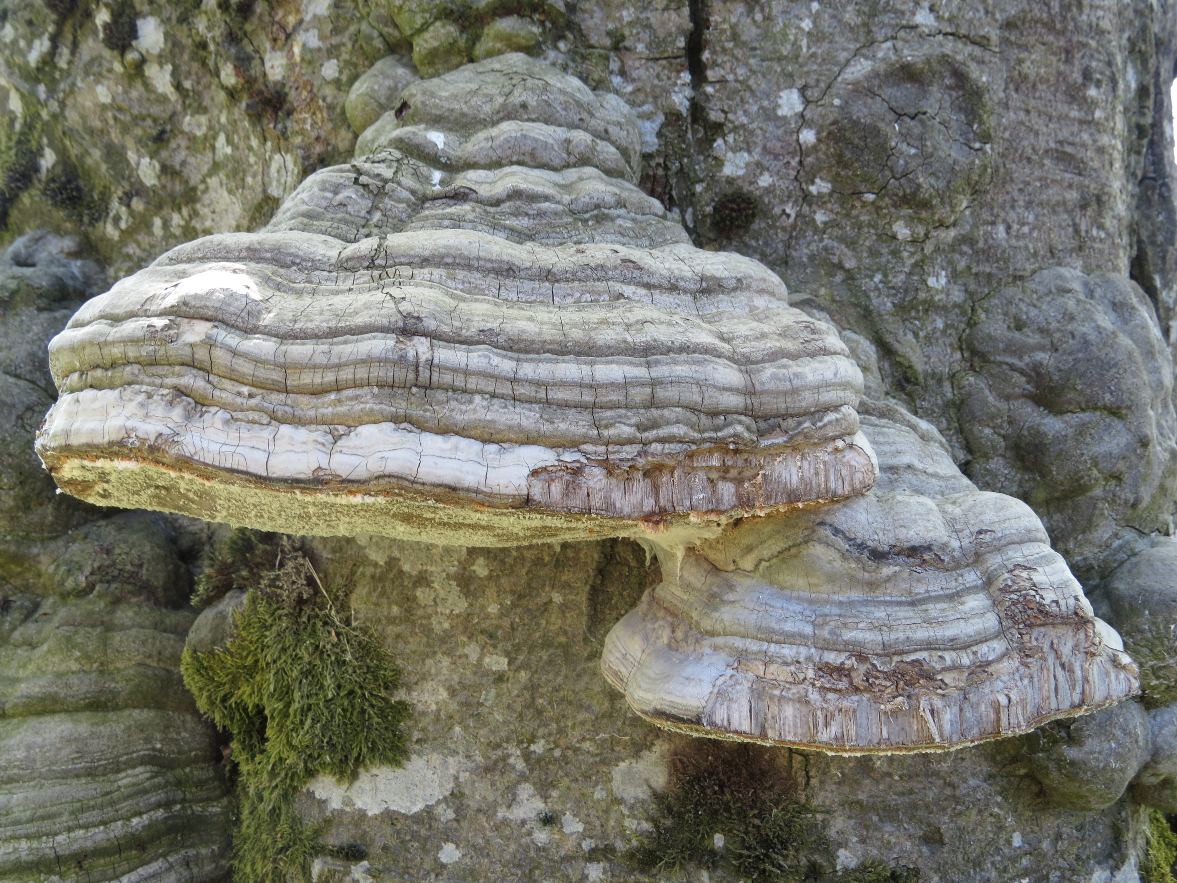 Take a look at the fungus that could replace plastic in the future