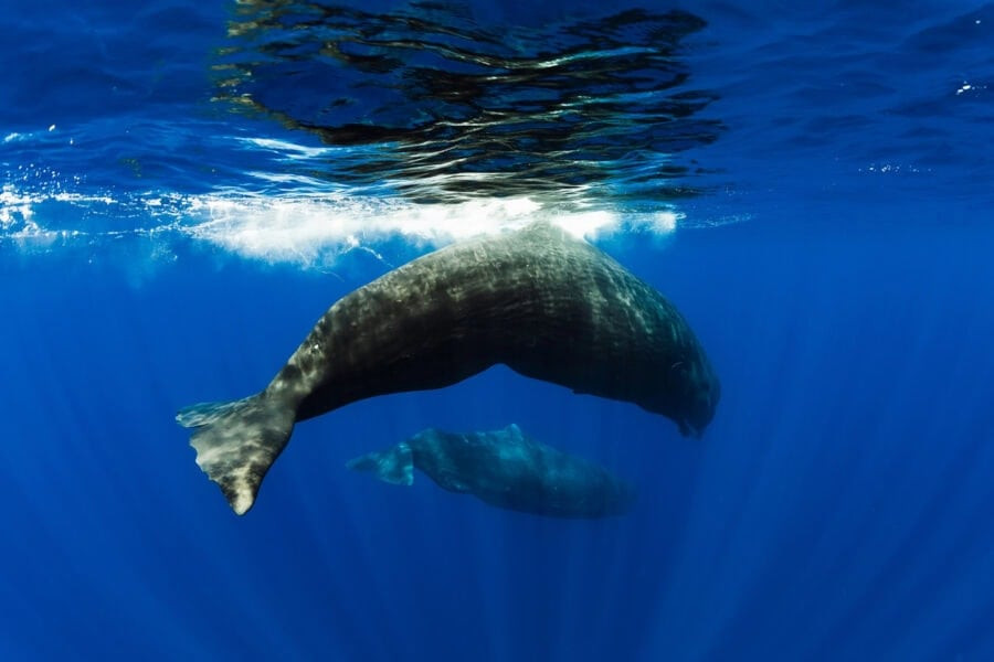 Sperm whale alphabet: machine learning brings humans closer to understanding cetacean communication