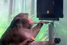 Doctors tell about the euthanasia of monkeys used to test the Neuralink brain implant