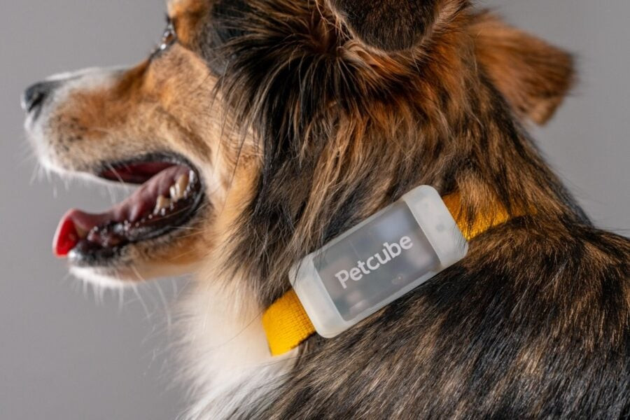 Yaroslav Azhniuk has announced the launch of Petcube Tracker. What can the tracker do and where does it work?