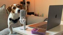 Dog, cat and smart home: modern gadgets for pets