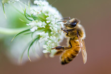 The first vaccine for honeybees was approved in the USA