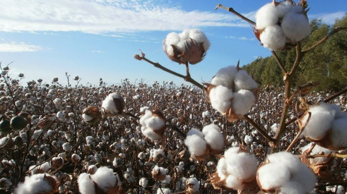 Gunpowder for shells starts with cotton. How Ukraine is mastering defense agriculture