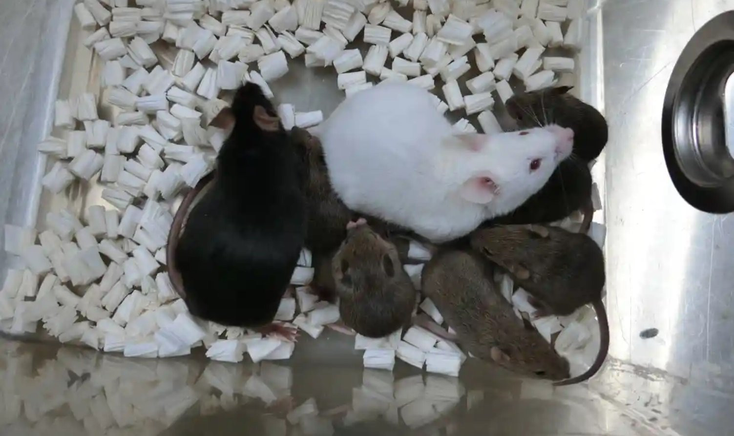 For the first time in history, scientists have cloned a mouse from a frozen dry skin cell