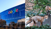 Google бореться з несподіваною загрозою у новій лондонській штаб-квартирі