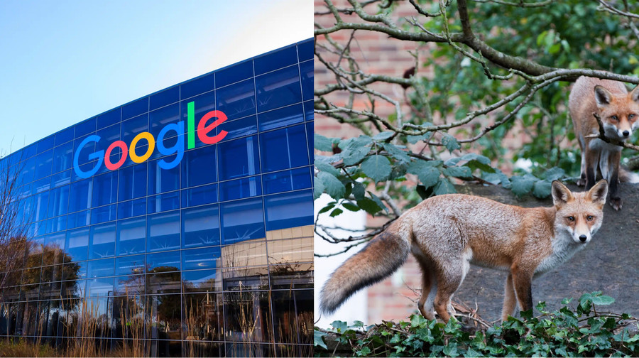 Google бореться з несподіваною загрозою у новій лондонській штаб-квартирі