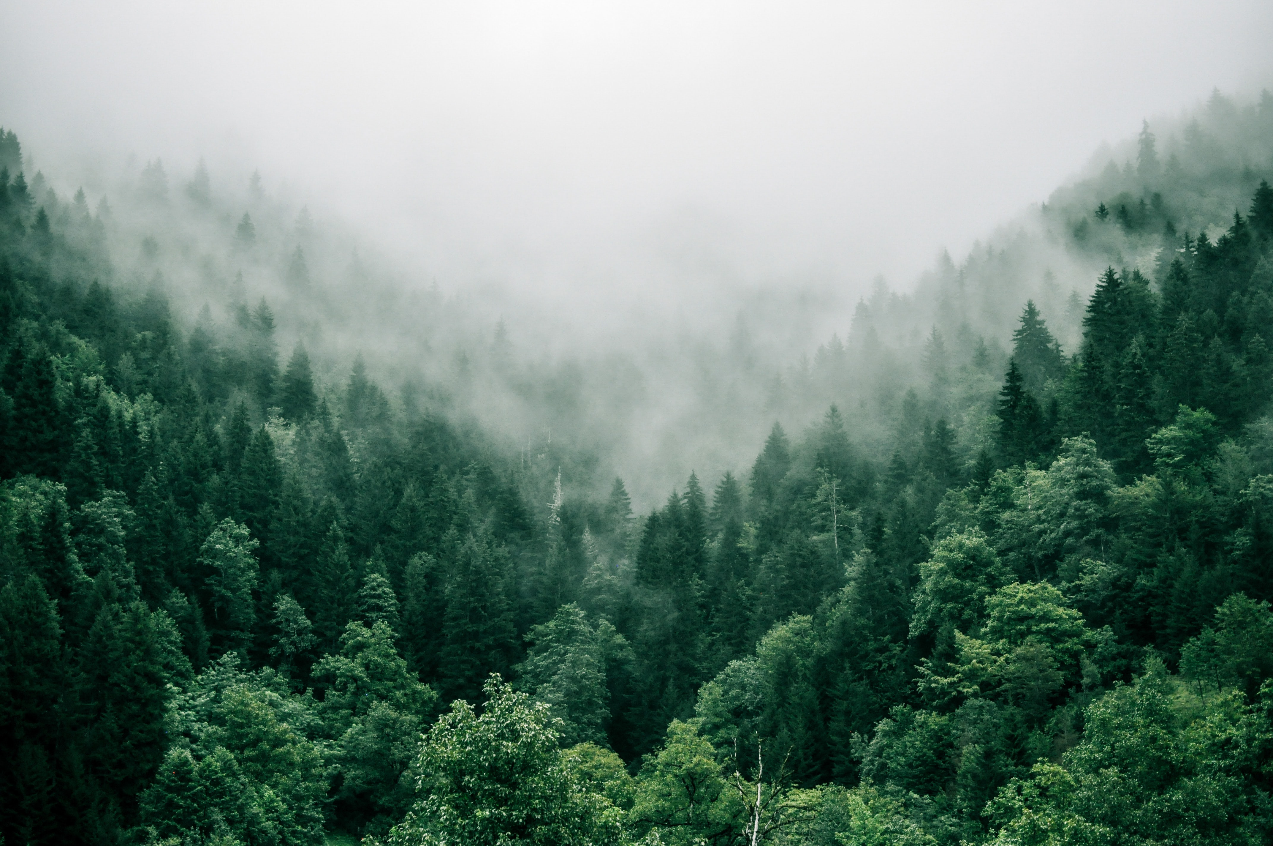 The area of forests per capita in the world has decreased by 60% - a new environmental study