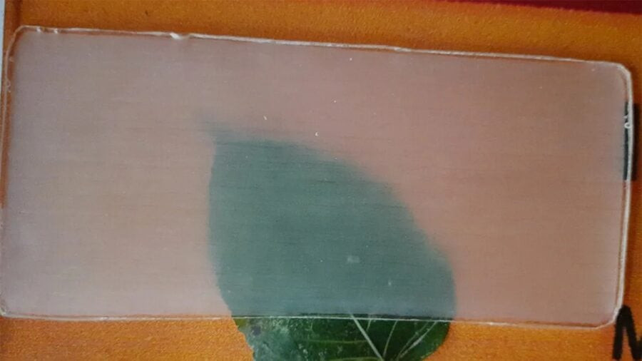 Transparent wood will soon be able to replace plastic