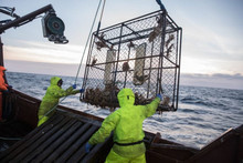 Due to climate change, the number of snow crabs in Alaska has drastically decreased