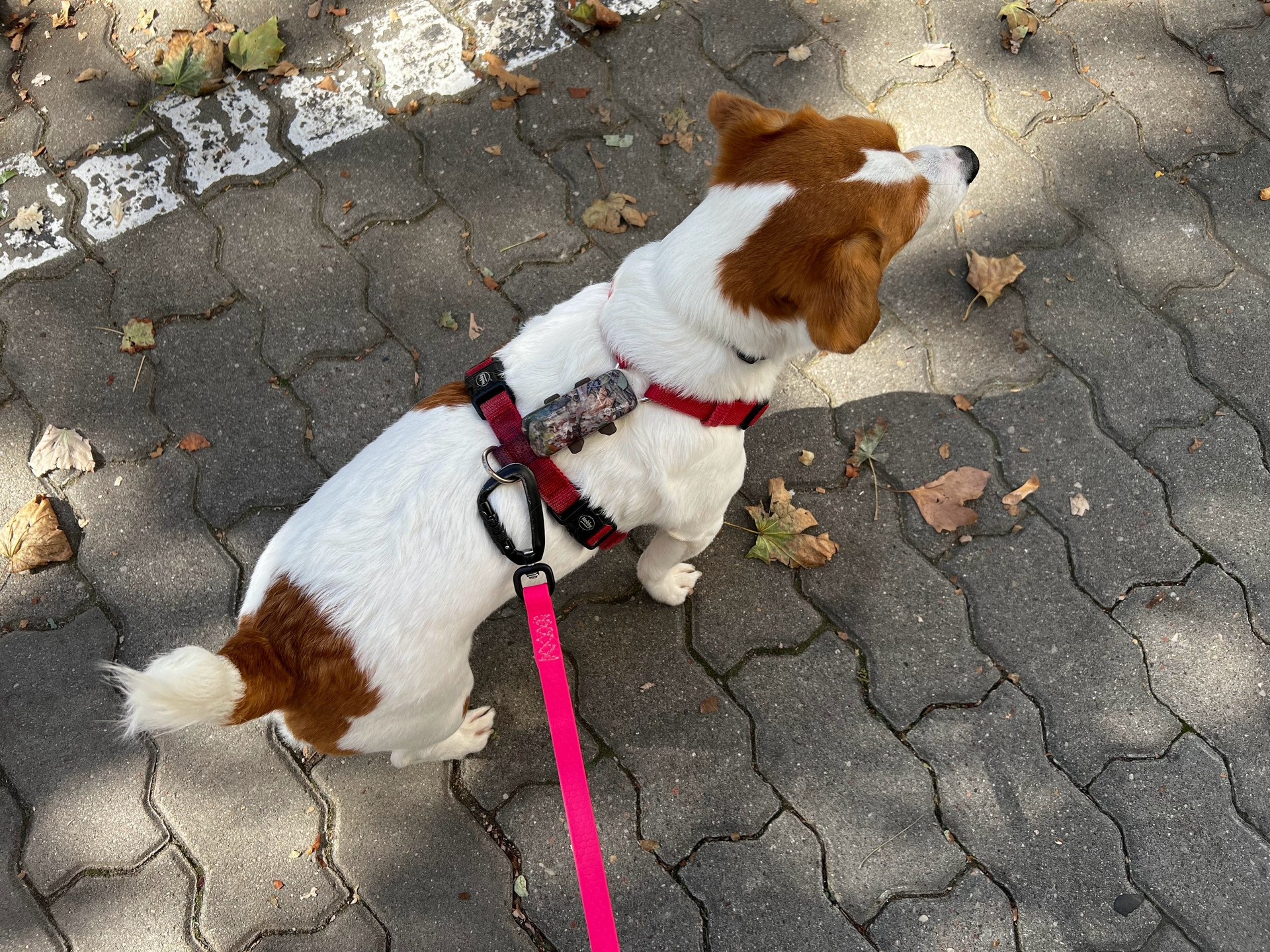 Top view of the tracker on an H-shaped harness on a dog weighing 8 kg