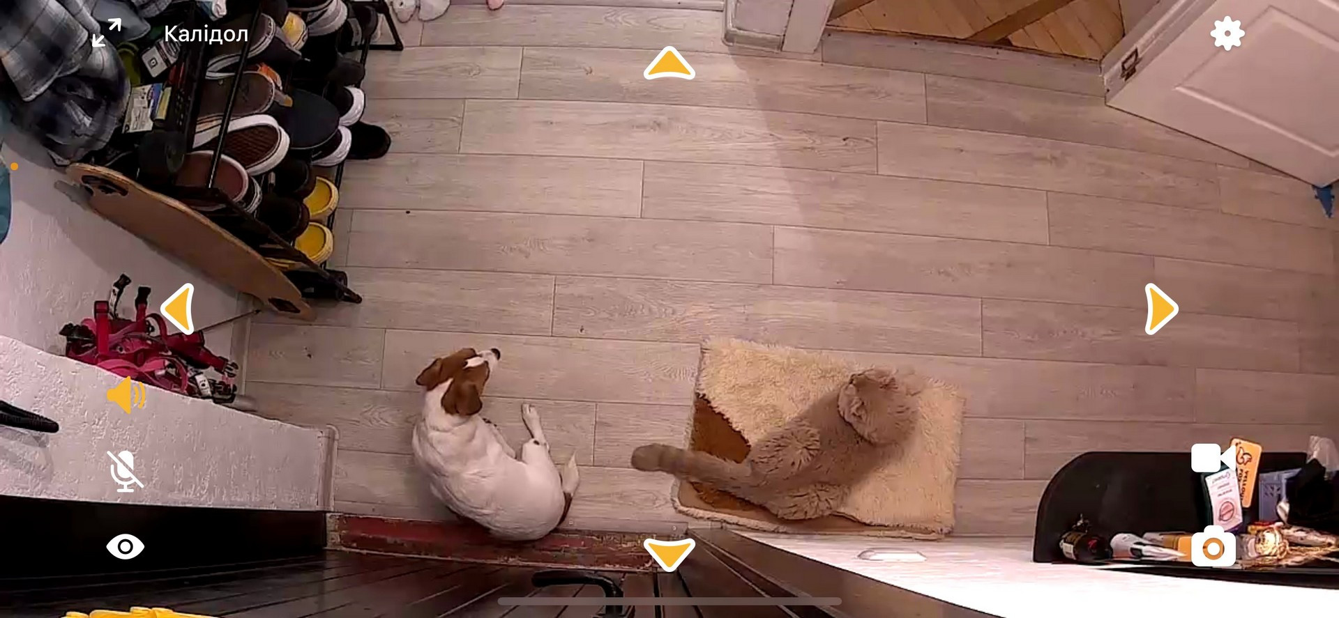 Petcube 360 camera screenshot