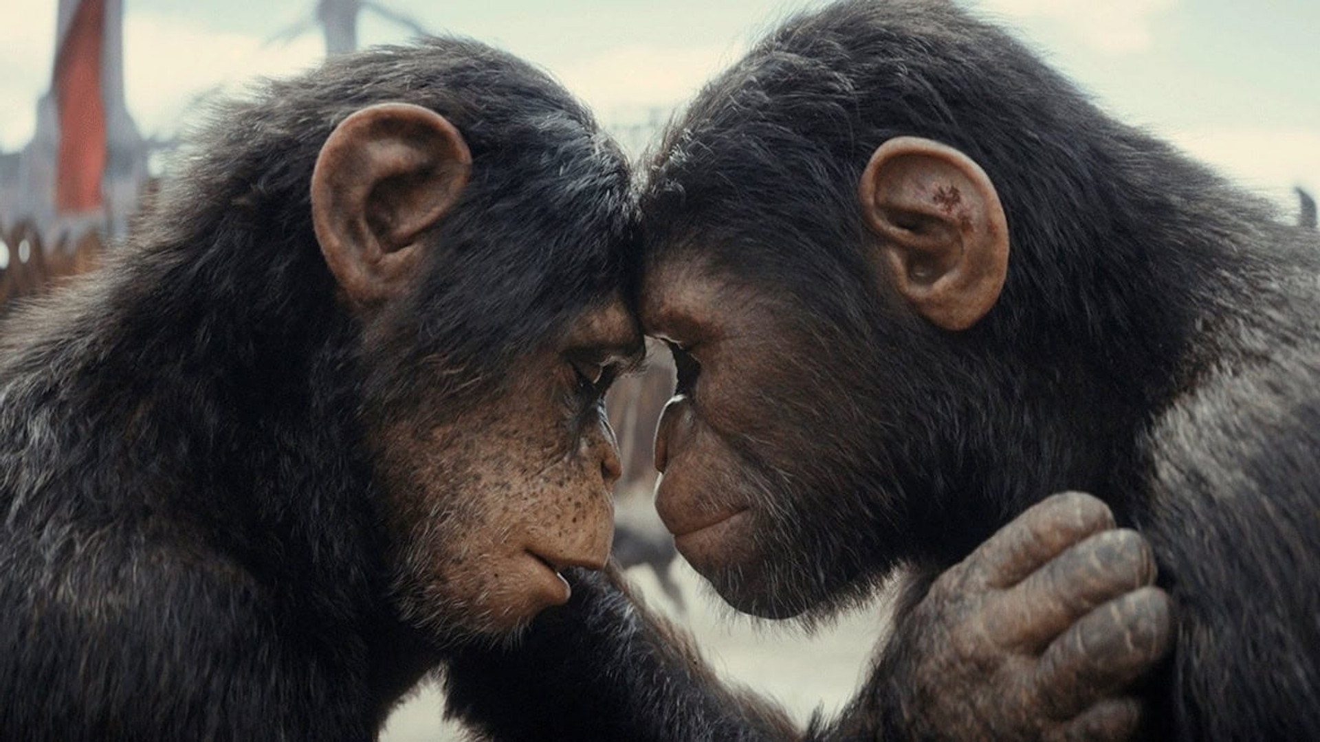 Королівство планети мавп / Kingdom of the Planet of the Apes