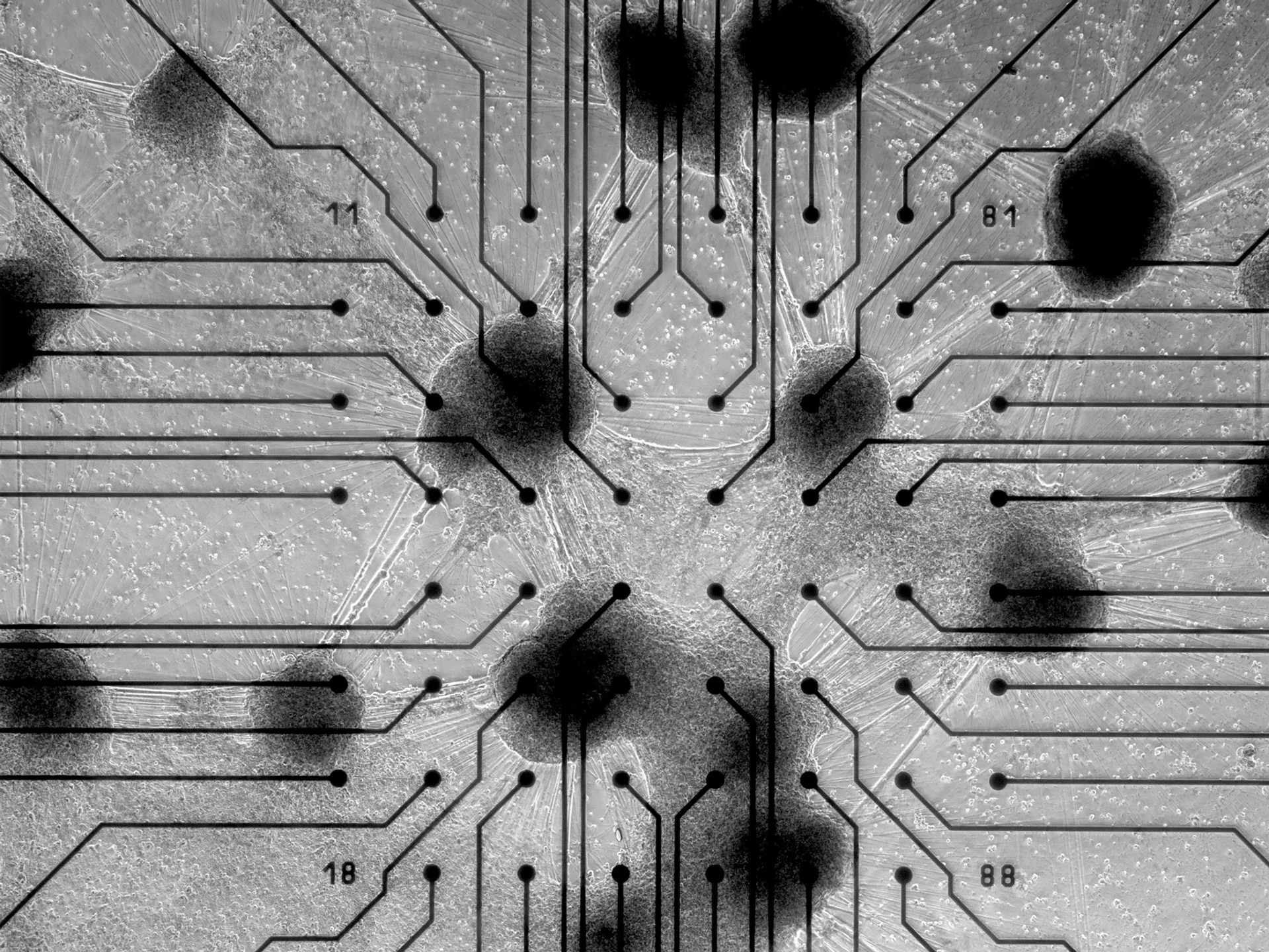 Нейрони, вирощені в лабораторії Cortical Labs, живуть на масиві електродів