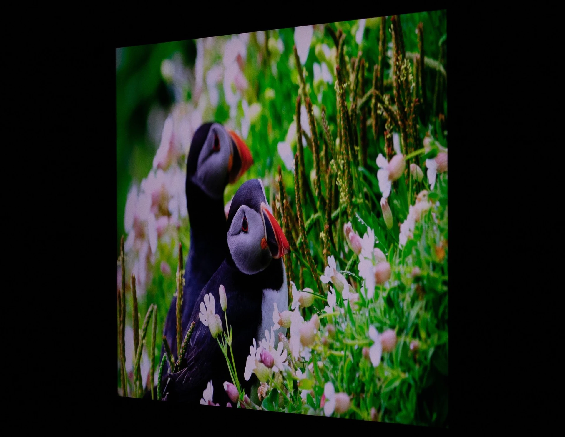 ASUS ProArt Display PA278CGV 25