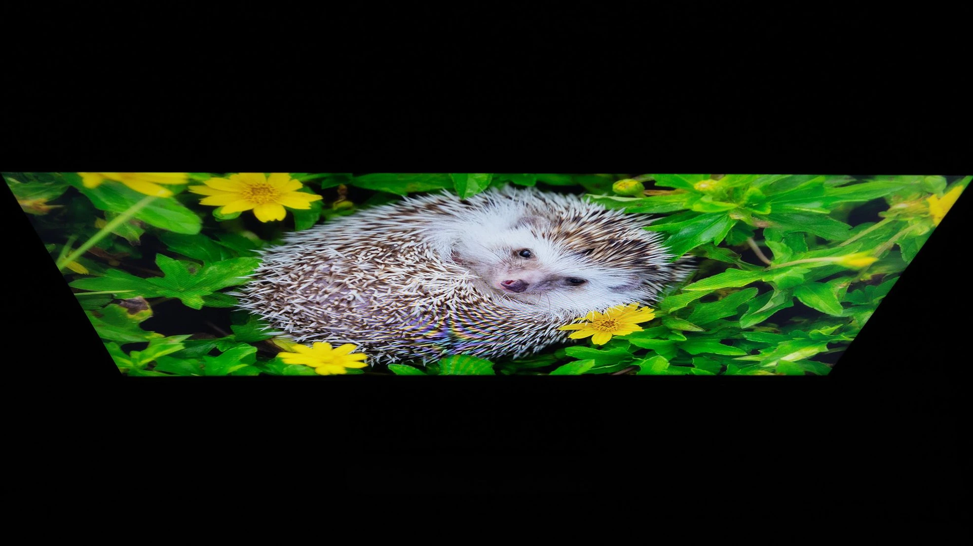 MSI_PRO_MP252_E2_31