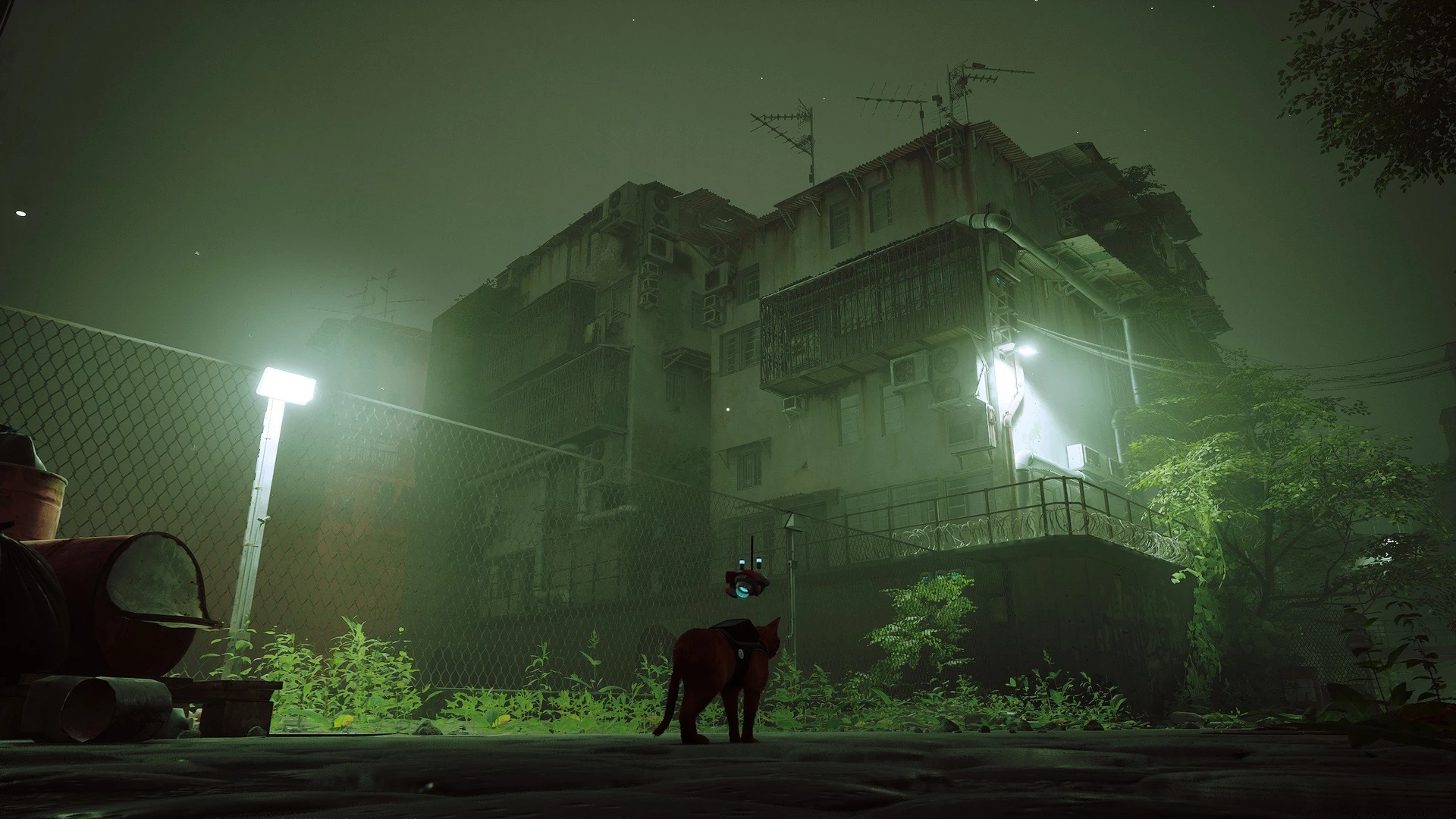 Stray_38