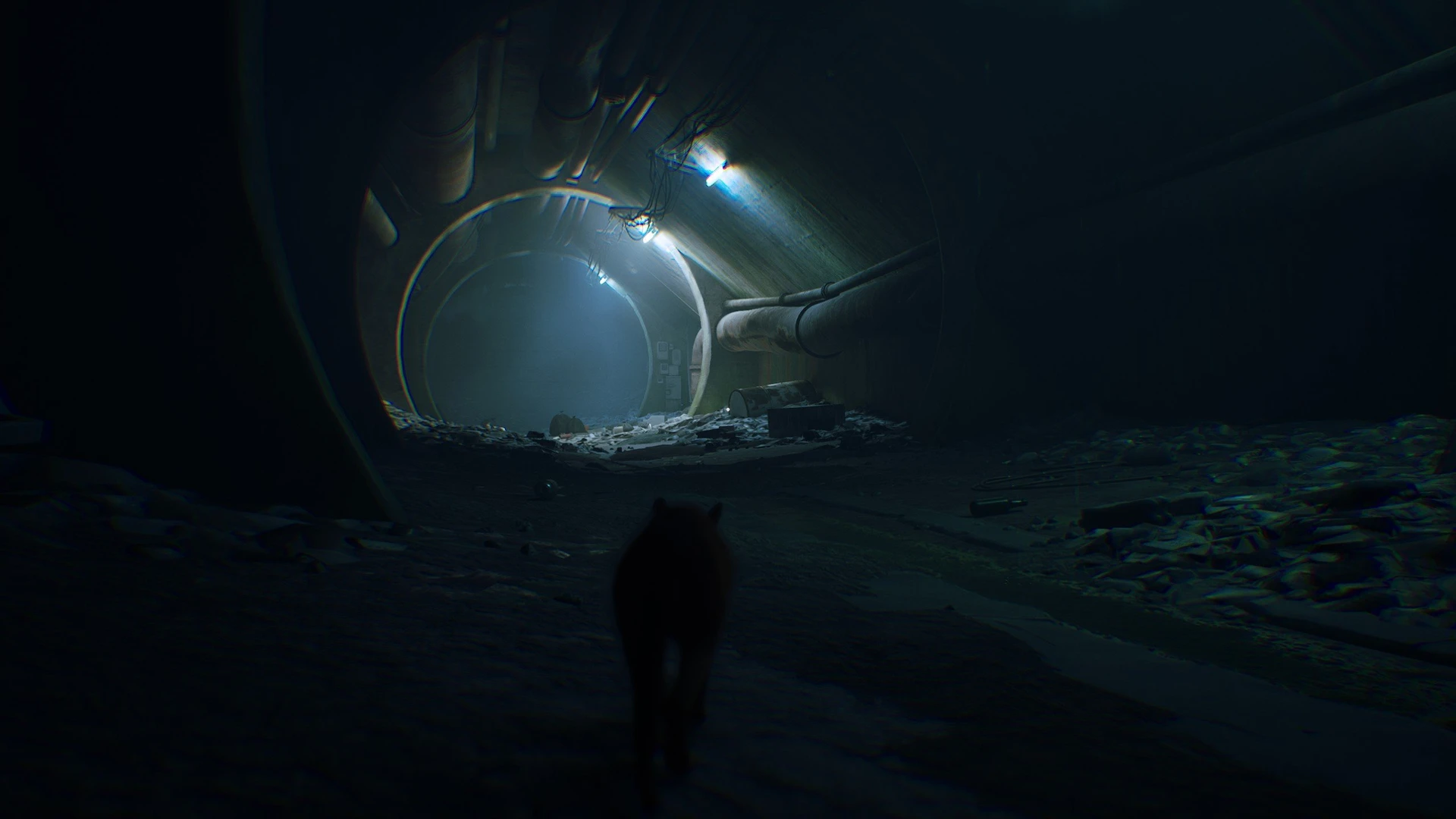 Stray_05